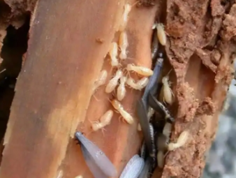 和县白蚁防治公司分享学校、医院等公共场所白蚁防治管理方案